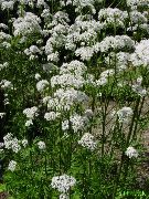   (Valeriana officinalis)