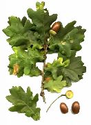   (Quercus robur L.)