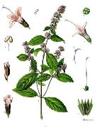    (Mentha piperita L.)