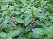    (Mentha piperita L.)