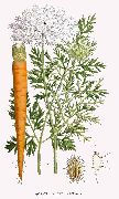   (Daucus carota L. )