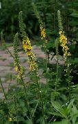    (Agrimonia eupatoria L)