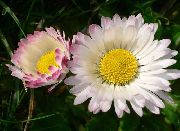    (Bellis perennis L.)