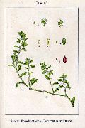  ,   (Polygonum aviculare L.)