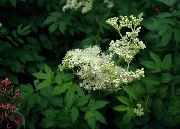   ( ) (Filipendula ulmaria)