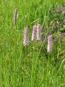   ( ) (Polygonum bistorta L.)