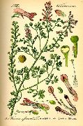   ( ) (Fumaria officinalis L.)