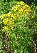    (Tanacetum vulgare L.)