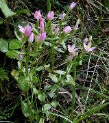     () (Centaurium erythraea)