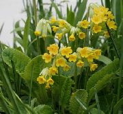   (. , . ,  , , )  (Primula veris L.)