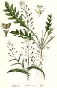   ( )  (Capsella bursa-pastoris L.)