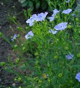    (Linum usitatissimum L.)