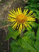   (Inula helenium L.)