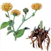   (Inula helenium L.)