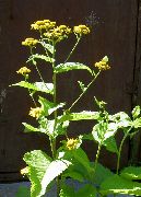   (Inula helenium L.)