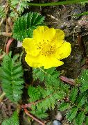   ( ) (Potentilla  anserina)