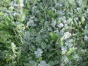   ( ) (Potentilla  anserina)