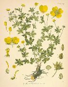   (,  )  (Potentilla erecta L.)