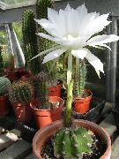      , ,   ,  Echinopsis    , 