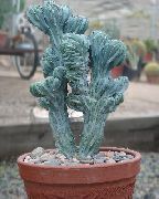       , ,   ,  Myrtillocactus    , 