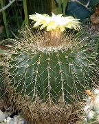   Eriocactus