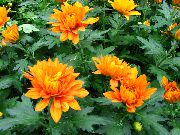     , ,   ,  Chrysanthemum  