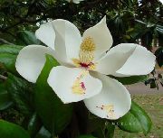     , ,   ,  Magnolia 