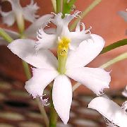     , ,   ,  Epidendrum 