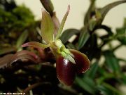     , ,   ,  Epidendrum 