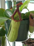     () , ,   ,  Nepenthes 