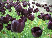      , ,   ,  Tulipa 