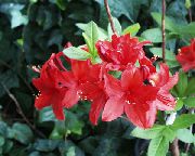     () , ,   ,  Rhododendron  