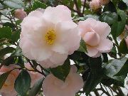  Camellia