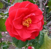     , ,   ,  Camellia 