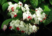     , ,   ,  Clerodendrum 