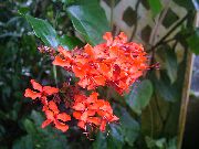     , ,   ,  Clerodendrum 