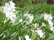     , ,   ,  Nerium oleander  