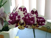      , ,   ,  Phalaenopsis  