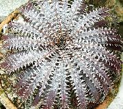      , ,   ,  Dyckia  