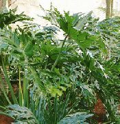       , ,   ,  Philodendron   