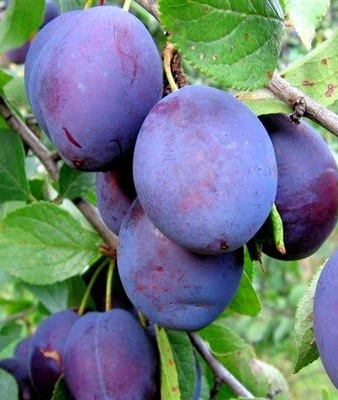    (Prunus domestica) 1   529