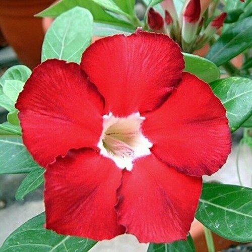 , Adenium Obesum Desert Rose ROYAL RUBY, ,  394