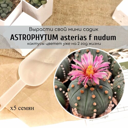    Astrophytum asterias f nudum /   .        , ,    380 