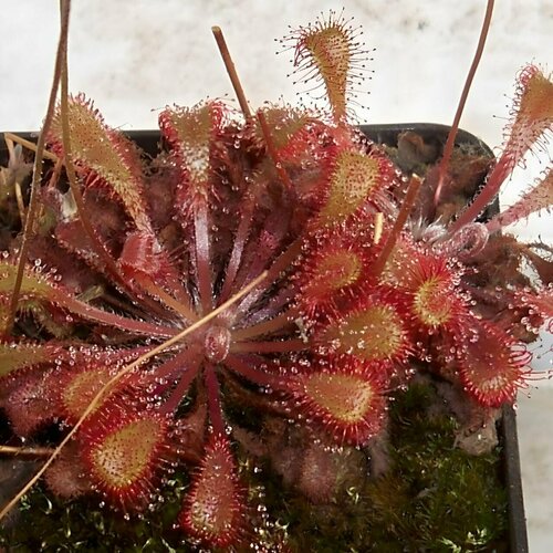    SNYDERI 10+  (Drosera Snyderi)  ,   459