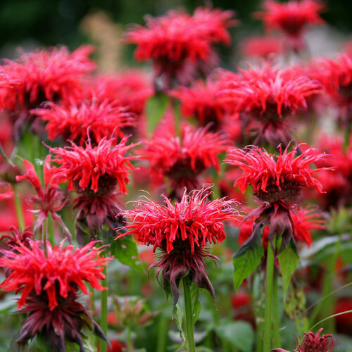   (. Monarda didyma)  50 355