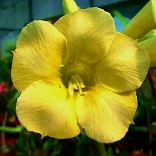 , Adenium Obesum Desert Rose YELLOW EARTH, ,  394