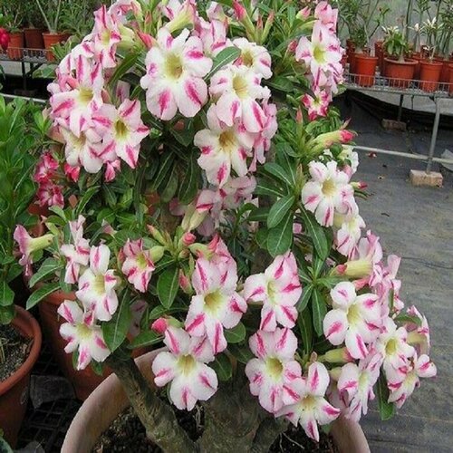 , Adenium Obesum Desert Rose FRAGRANT DELIGHT, ,  394