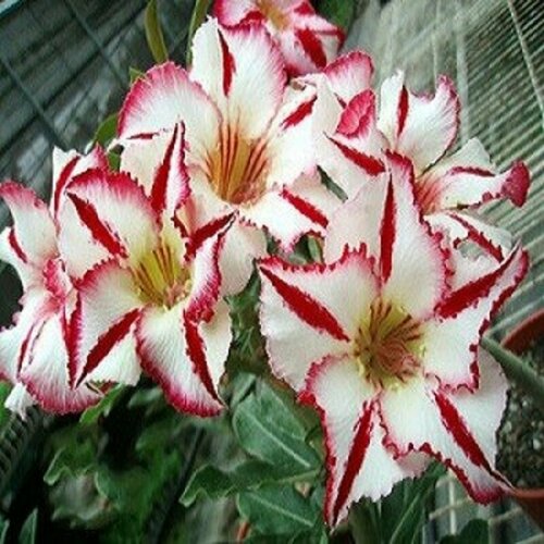 , Adenium Obesum Desert Rose FANTASTIC SMILE KO-38, ,  394