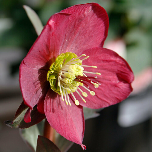   (. Helleborus purpurascens)  10 380