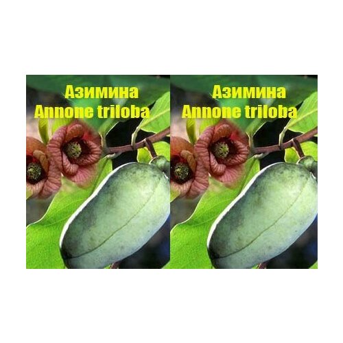 (Annone triloba) 350